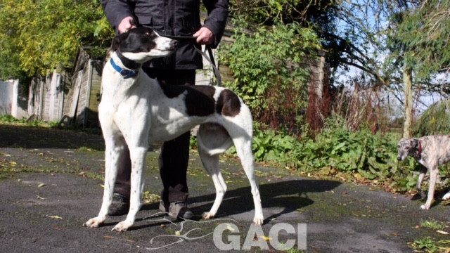 paddy-greyhound-10-10-2018-m (9)