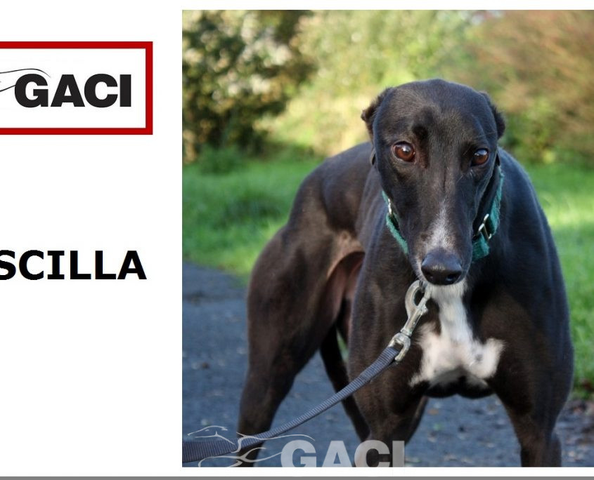 priscilla-greyhound-01-01-2018-f (11)