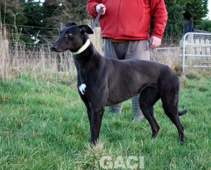 BABY-greyhound- 23-05-2017 - F (10)