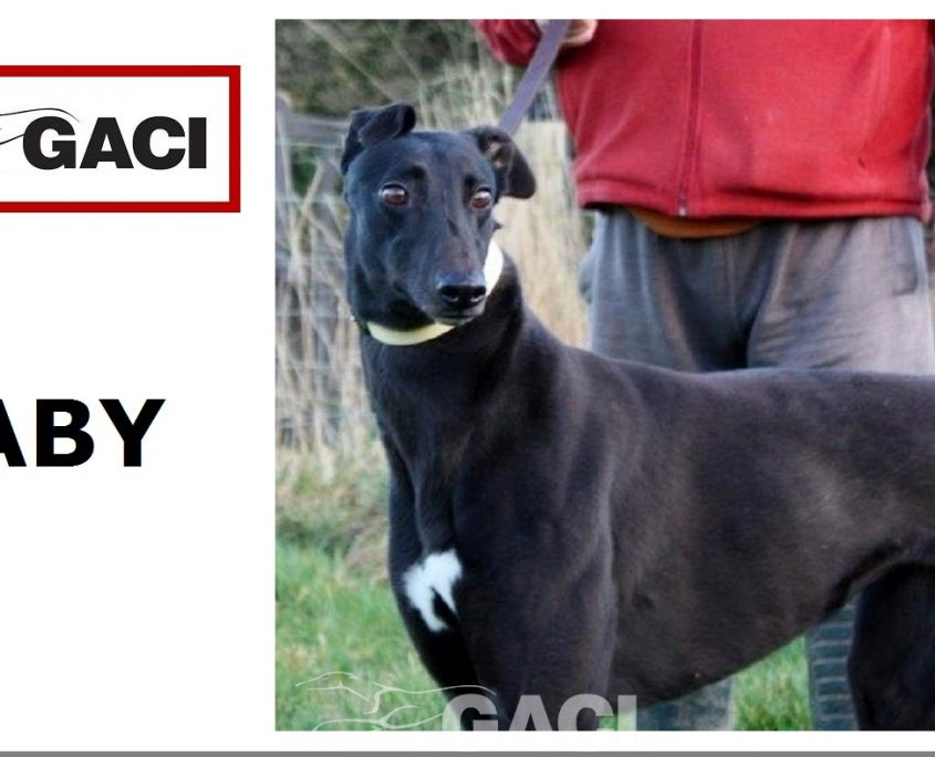 BABY-greyhound- 23-05-2017 - F (11)