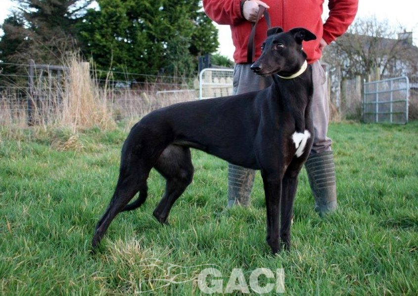 BABY-greyhound- 23-05-2017 - F (5)