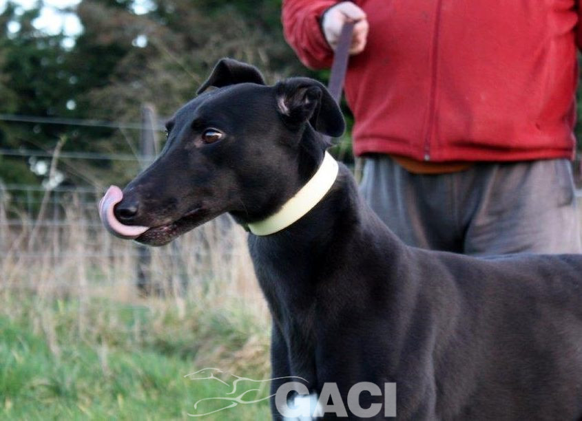 BABY-greyhound- 23-05-2017 - F (6)