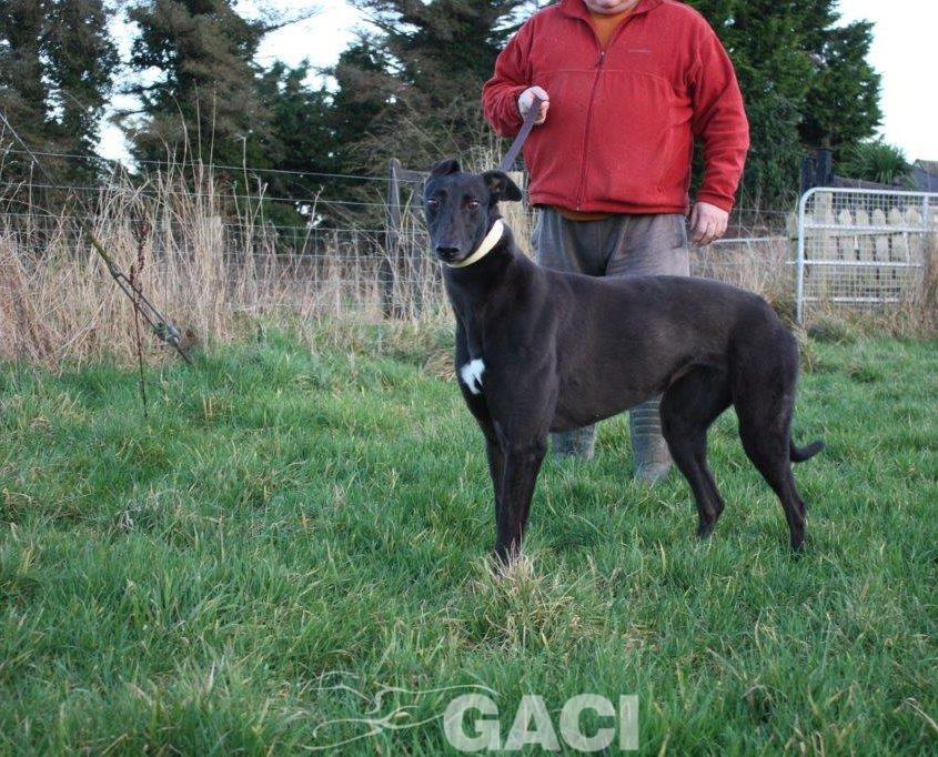 BABY-greyhound- 23-05-2017 - F (7)