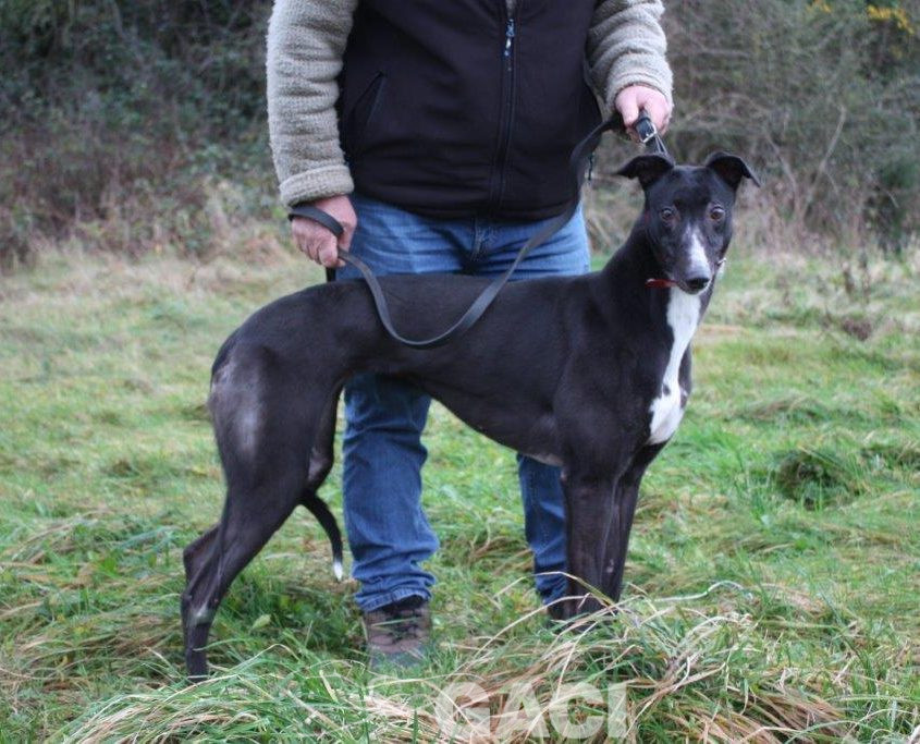 DRAGANA dragon lady 17-03-2015 - F (5)