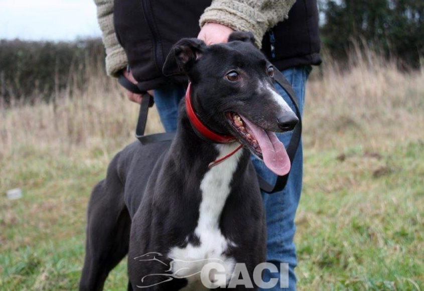 DRAGANA-greyhound- 17-03-2015 - F (1)