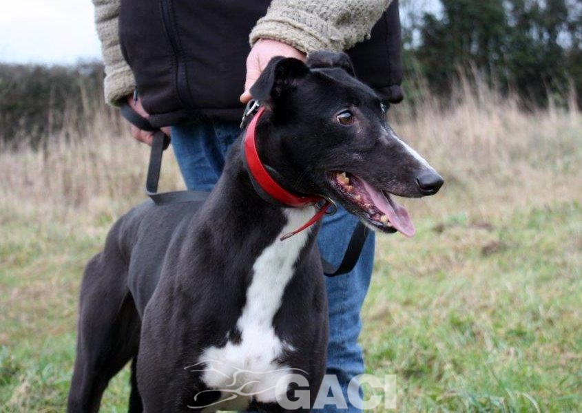 DRAGANA-greyhound- 17-03-2015 - F (10)