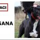 DRAGANA-greyhound- 17-03-2015 - F (11)