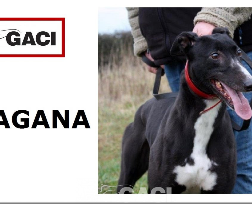 DRAGANA-greyhound- 17-03-2015 - F (11)