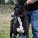 DRAGANA-greyhound- 17-03-2015 - F (2)