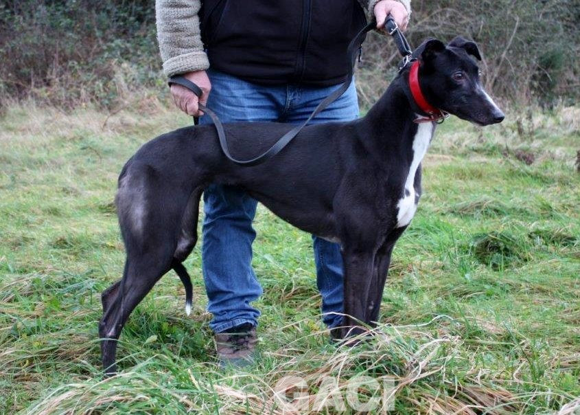 DRAGANA-greyhound- 17-03-2015 - F (5)