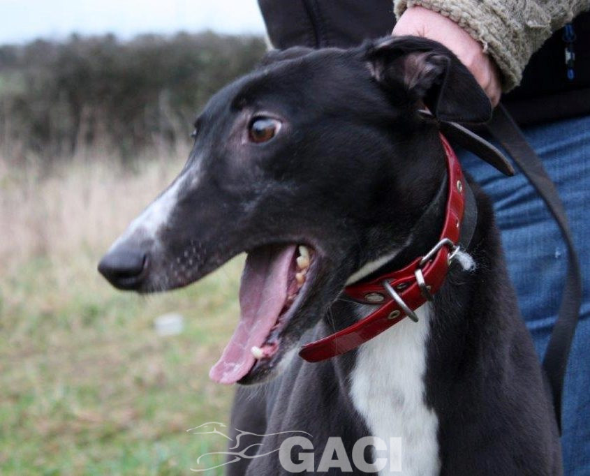 DRAGANA-greyhound- 17-03-2015 - F (7)