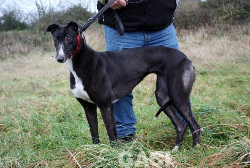 DRAGANA-greyhound- 17-03-2015 - F (8)