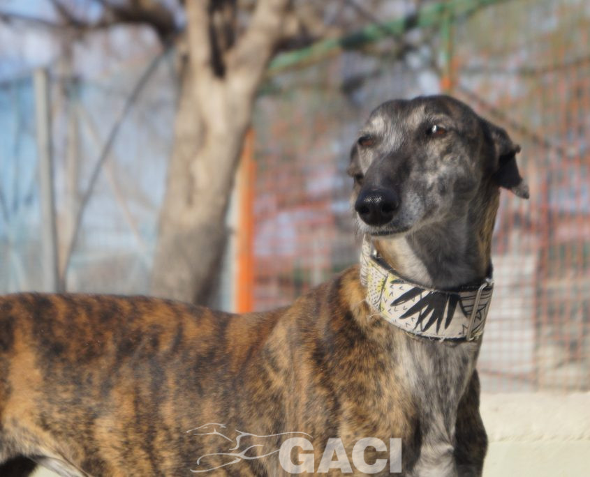 FRESA NUEVAS FOTOS (1)