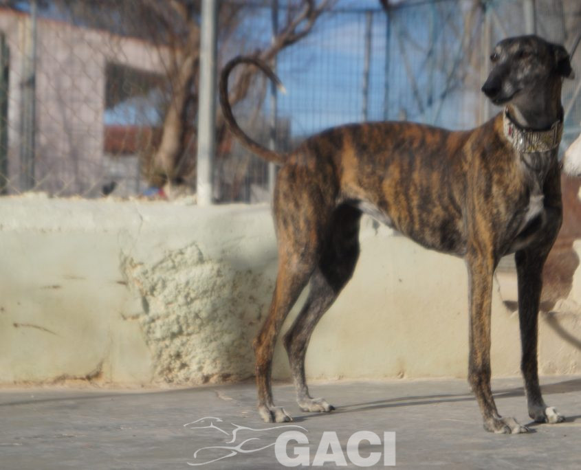 FRESA NUEVAS FOTOS (11)