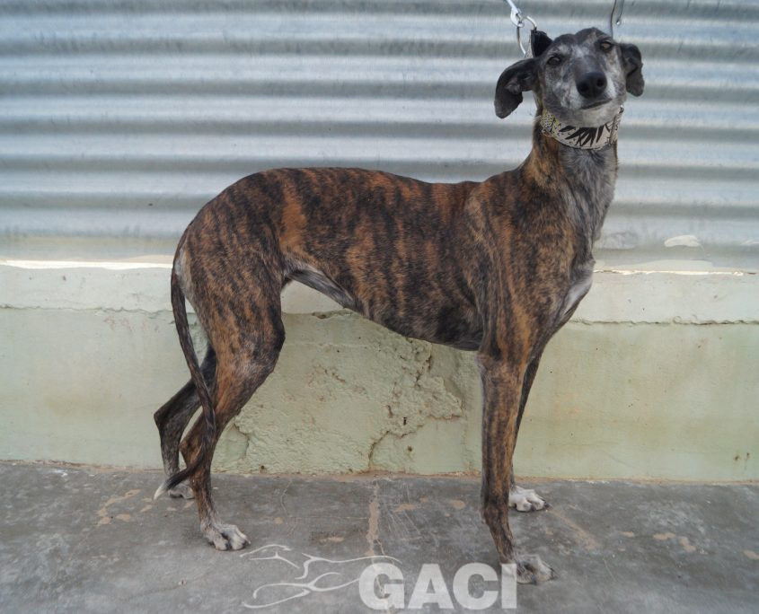 FRESA NUEVAS FOTOS (18)