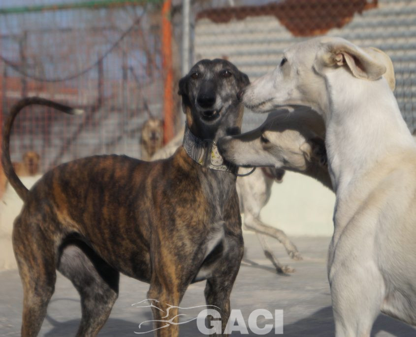 FRESA NUEVAS FOTOS (2)