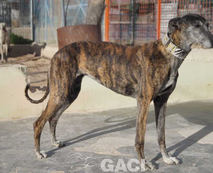 FRESA NUEVAS FOTOS (26)