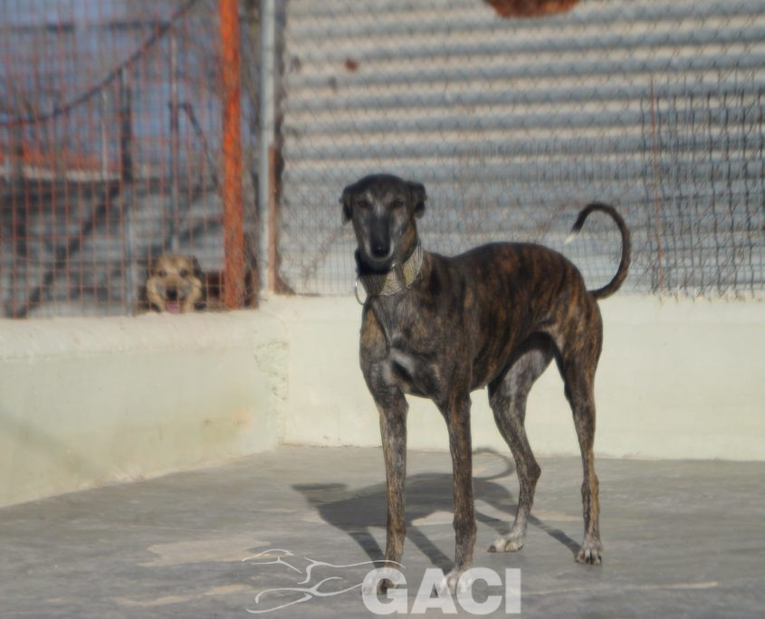 FRESA NUEVAS FOTOS (8)