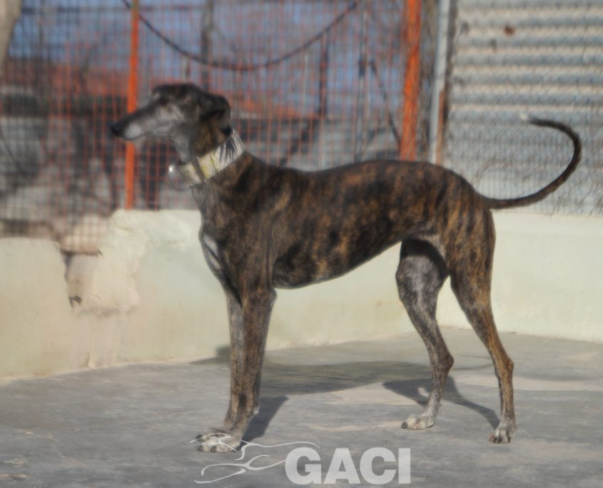 FRESA NUEVAS FOTOS (9)