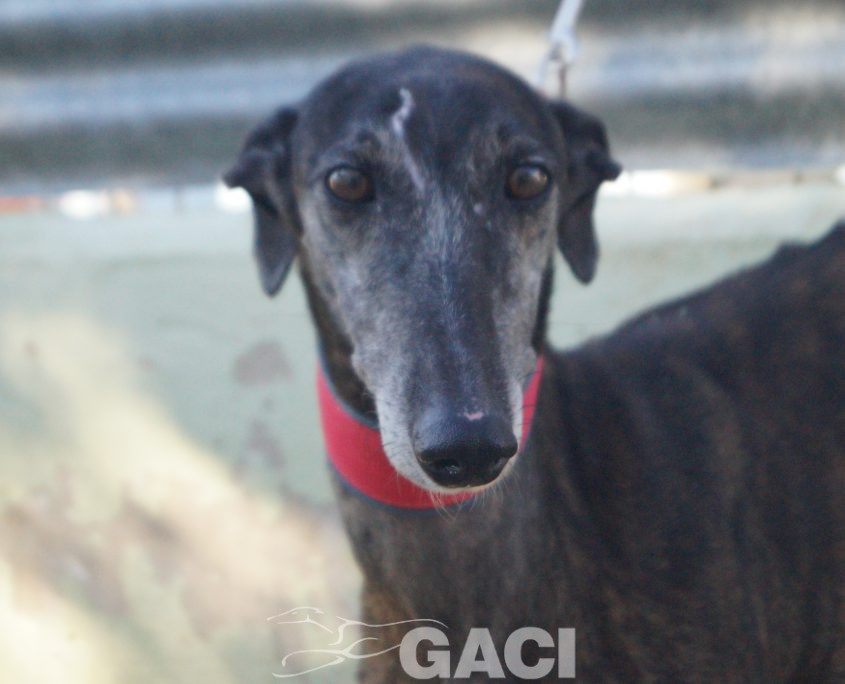 P200103_01 FRESA H7 (4)