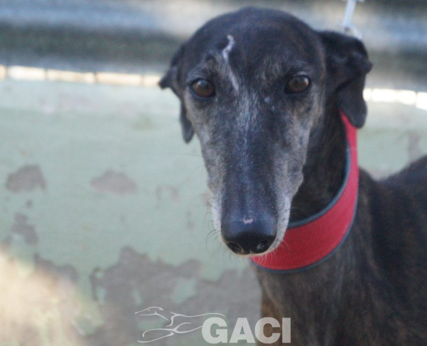 P200103_01 FRESA H7 (6)