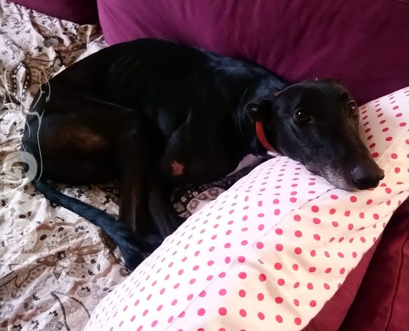 49,50,403,407.747772