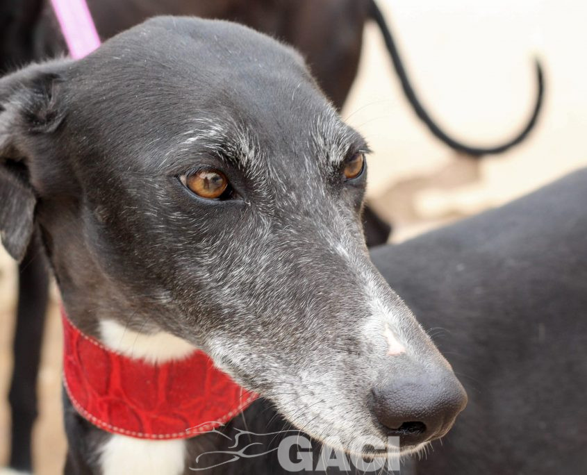 IMG_8545-51 JIMENA (5)