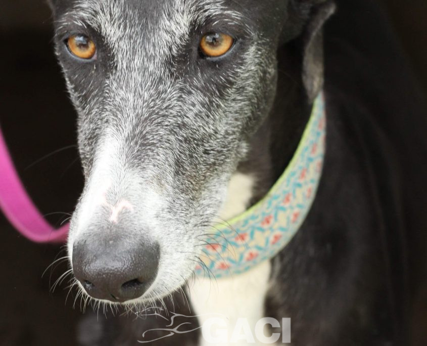 IMG_8651-89 GUITARRA (3)