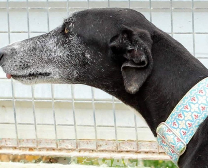 IMG_8651-89 GUITARRA (4)