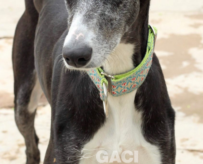 IMG_8651-89 GUITARRA (5)