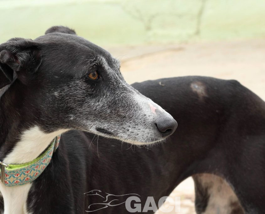 IMG_8651-89 GUITARRA (8)