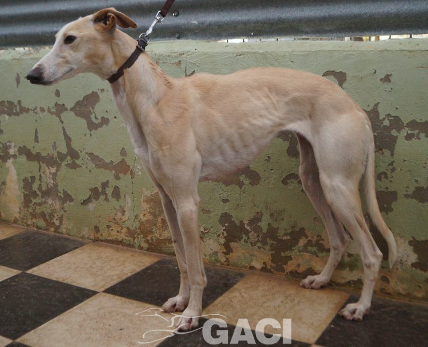 P200120_03 POLACA H2 941000022942200 ( CESION) (1)