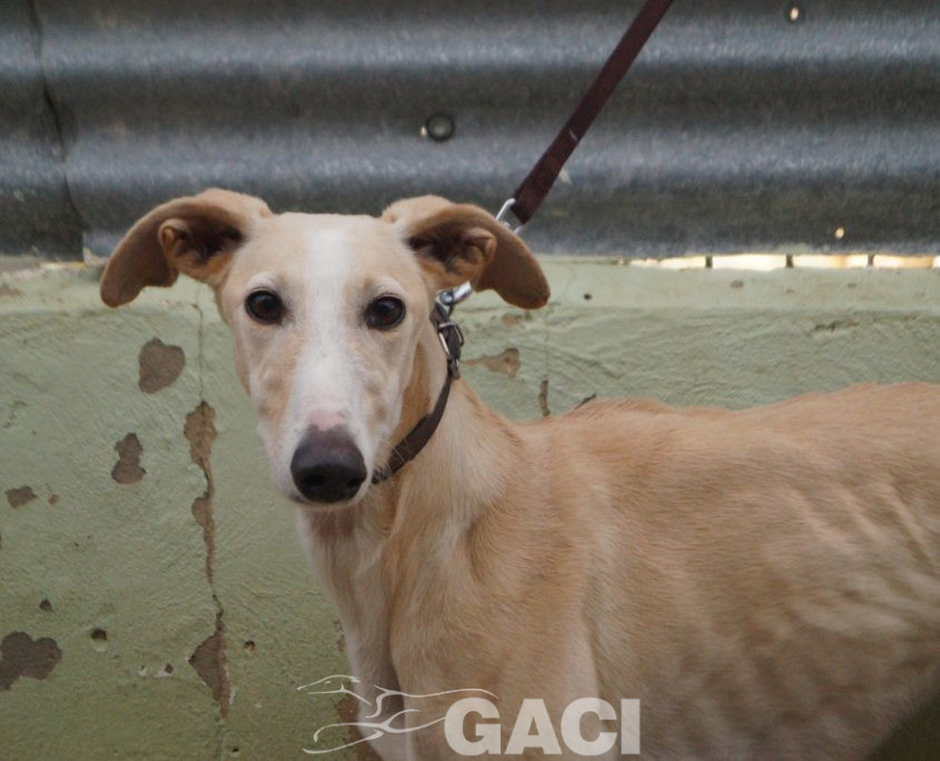 P200120_03 POLACA H2 941000022942200 ( CESION) (2)