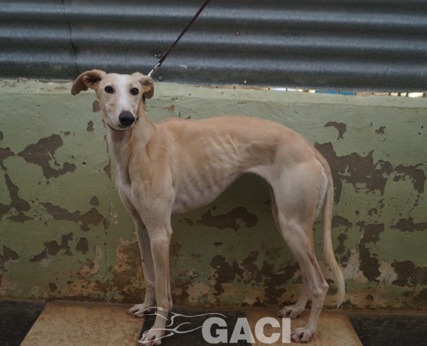 P200120_03 POLACA H2 941000022942200 ( CESION) (3)