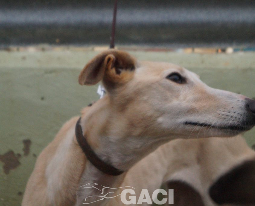 P200120_03 POLACA H2 941000022942200 ( CESION) (5)