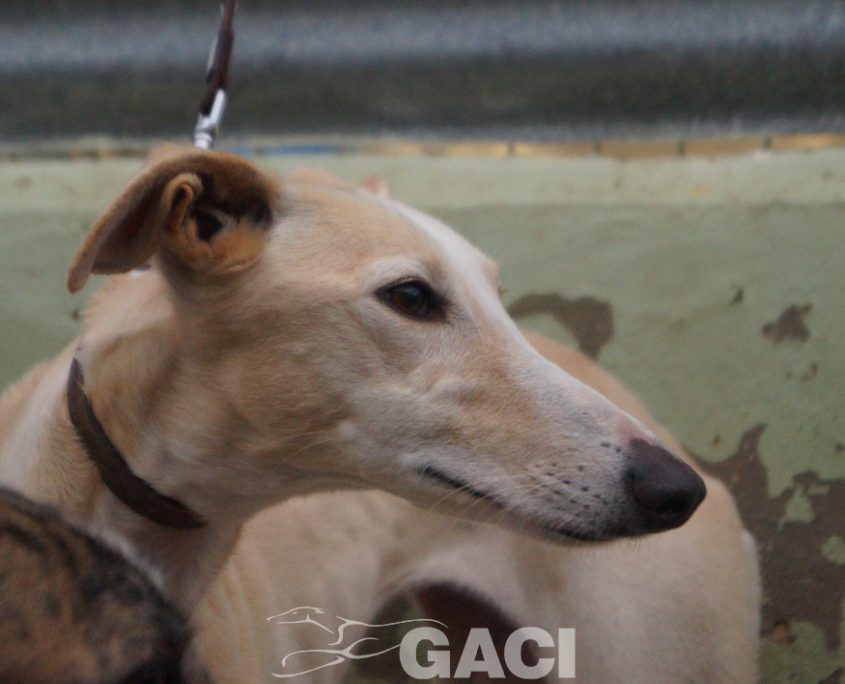 P200120_03 POLACA H2 941000022942200 ( CESION) (6)