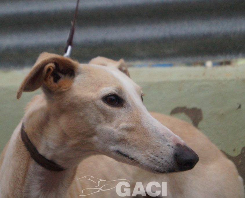 P200120_03 POLACA H2 941000022942200 ( CESION) (7)