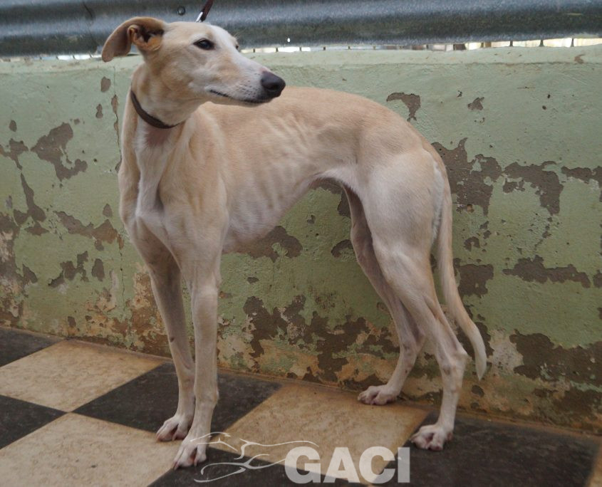 P200120_03 POLACA H2 941000022942200 ( CESION) (8)