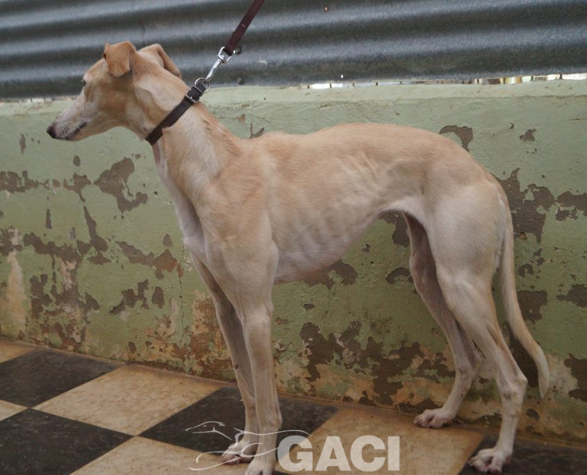 P200120_03 POLACA H2 941000022942200 ( CESION) (9)