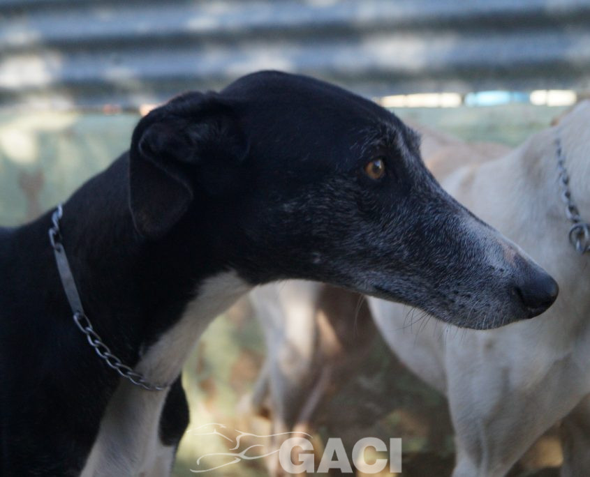 P200204_02 GUITARRA H2 941000022767800 ( CEDIDA) (2)