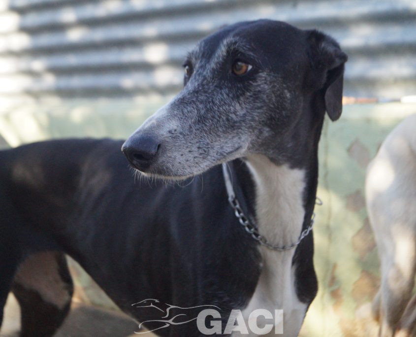 P200204_02 GUITARRA H2 941000022767800 ( CEDIDA) (3)