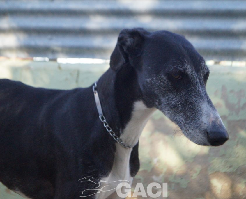 P200204_02 GUITARRA H2 941000022767800 ( CEDIDA) (4)