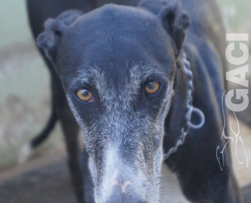 P200204_02 GUITARRA H2 941000022767800 ( CEDIDA) (5)