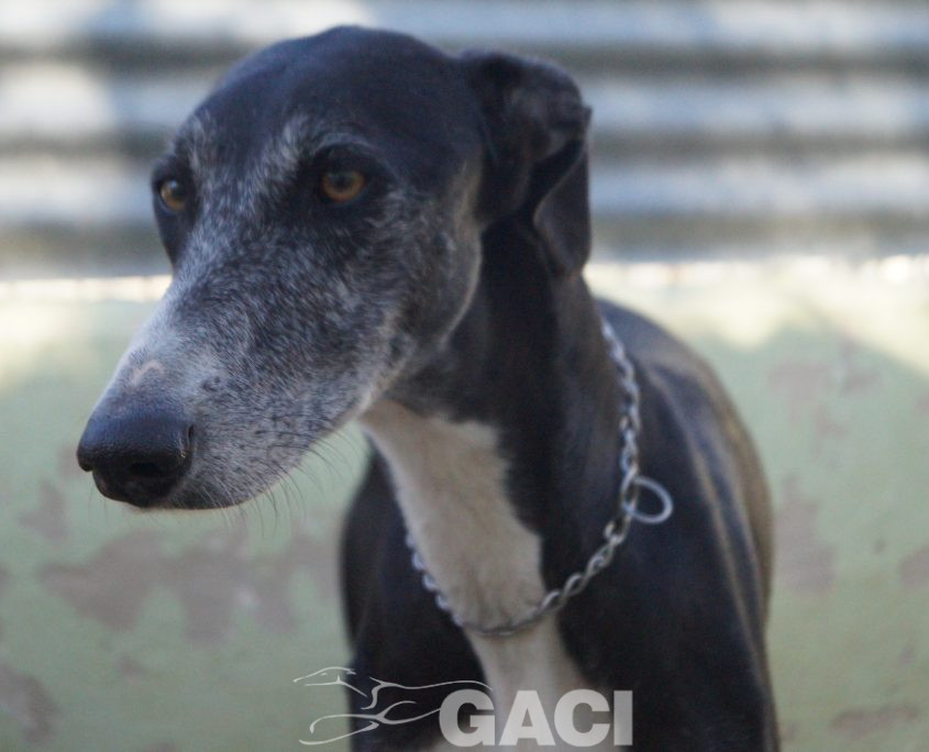 P200204_02 GUITARRA H2 941000022767800 ( CEDIDA) (6)