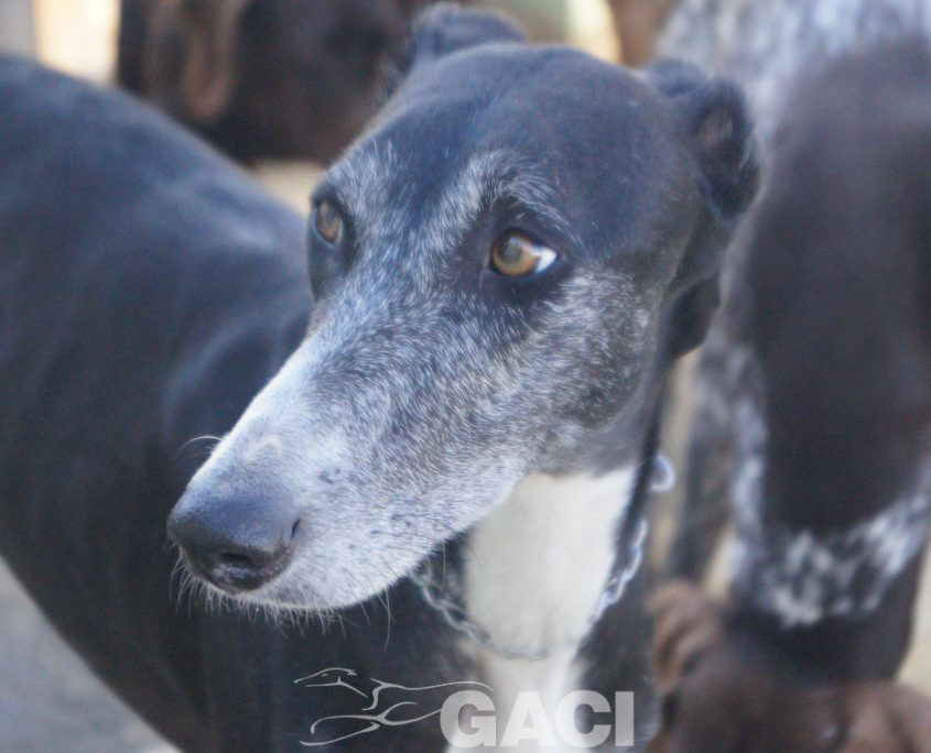 P200204_02 GUITARRA H2 941000022767800 ( CEDIDA) (7)