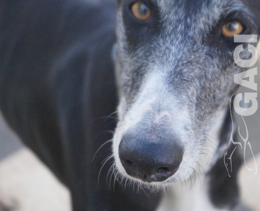 P200204_02 GUITARRA H2 941000022767800 ( CEDIDA) (8)