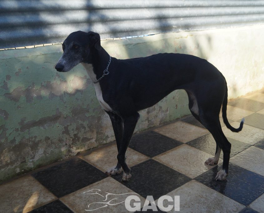 P200204_02 GUITARRA H2 941000022767800 ( CEDIDA) (9)