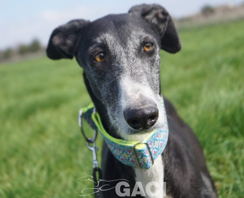 ¨GUITARRA NUEVAS FOTOS (12)