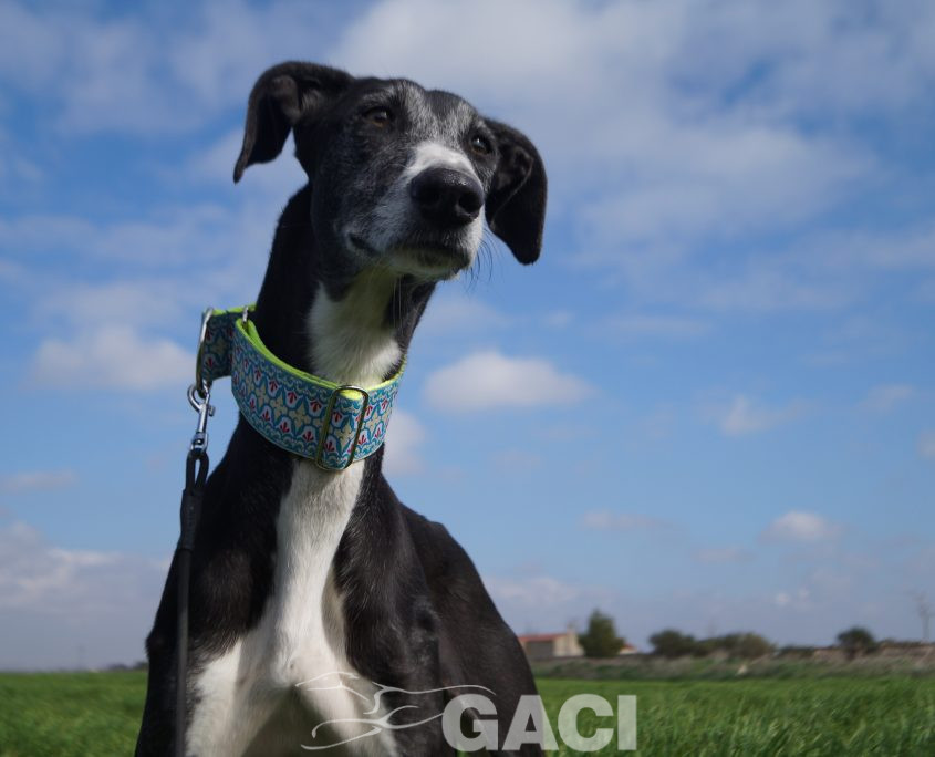 ¨GUITARRA NUEVAS FOTOS (15)