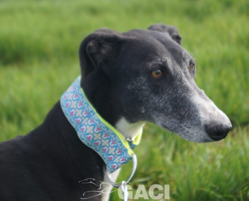 ¨GUITARRA NUEVAS FOTOS (2)